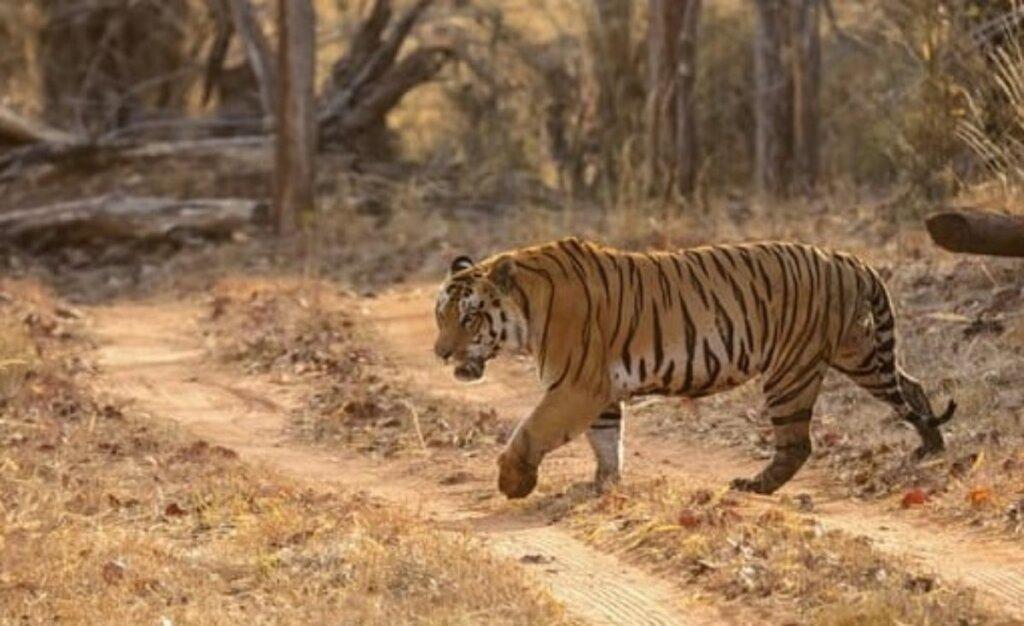 Tigers spotted for first time in MPs Kheoni Sanctuary 1200x734 1