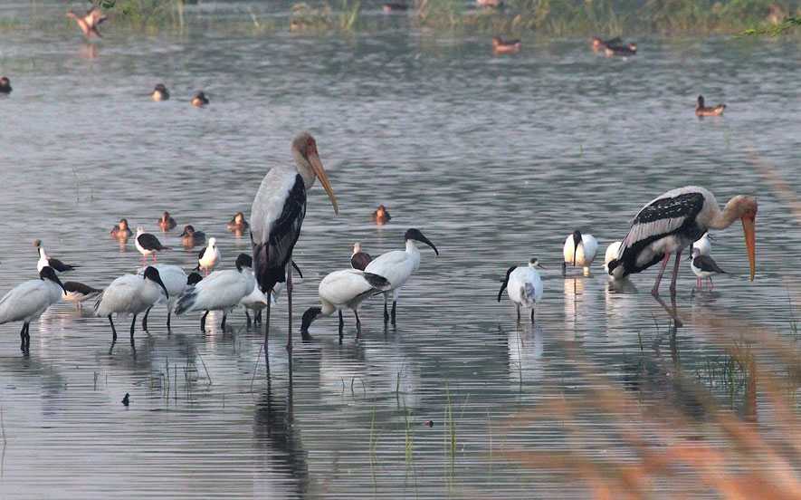 sultanpur birds santuary gurgaon