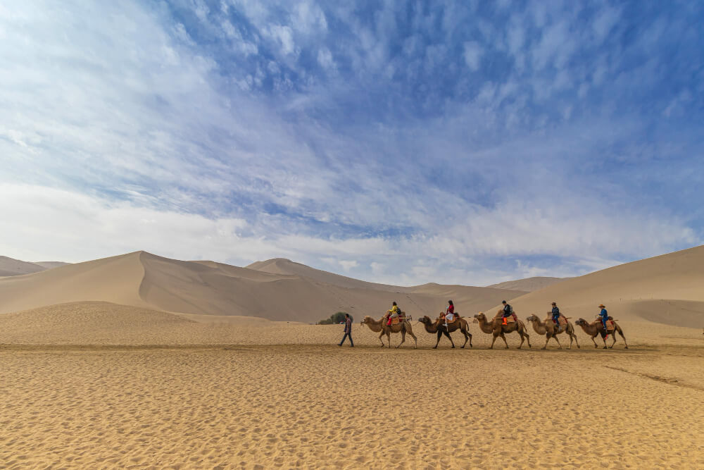 group people camels desert