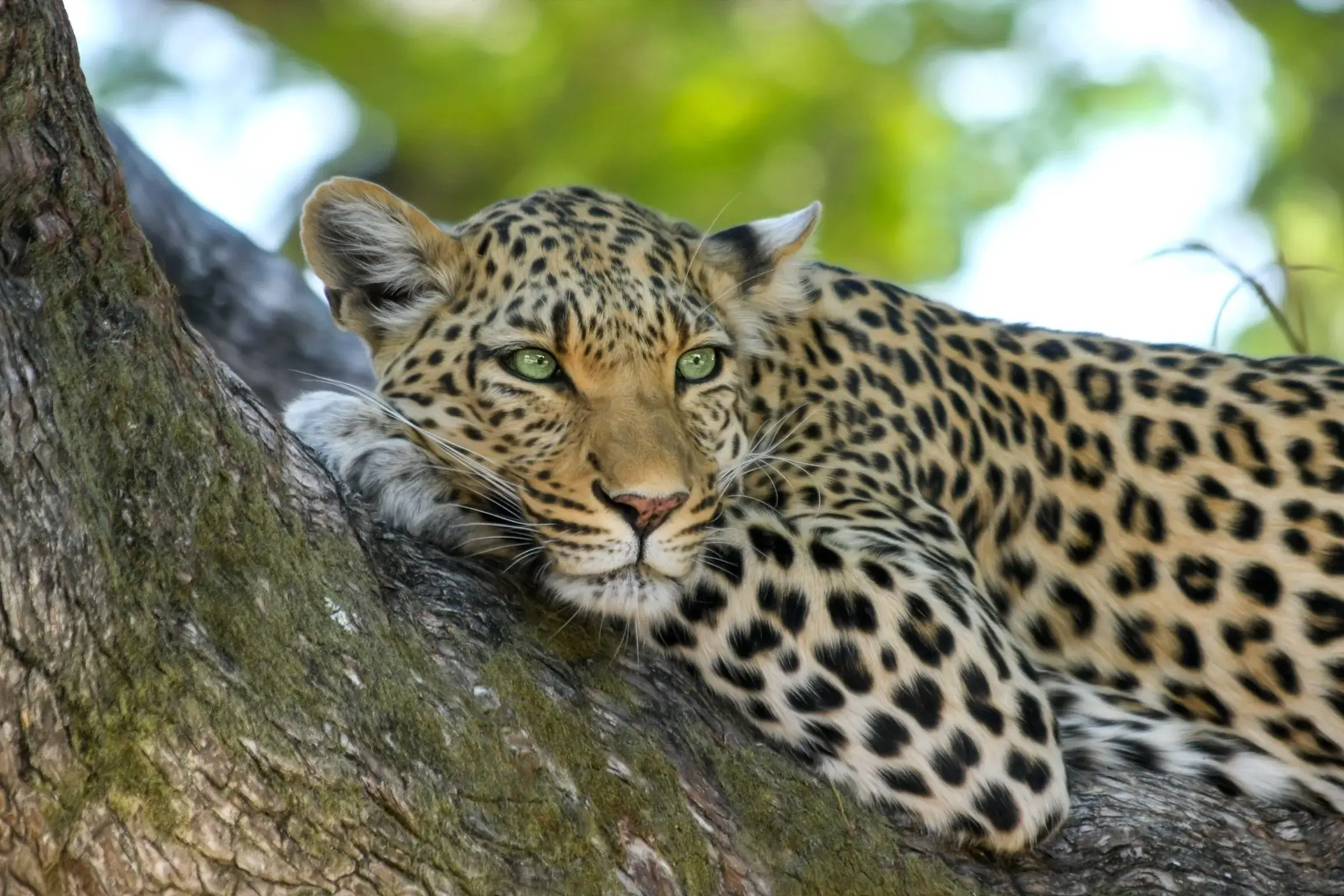 Wildlife Tours India : Safari Expedition Easy tour 2023