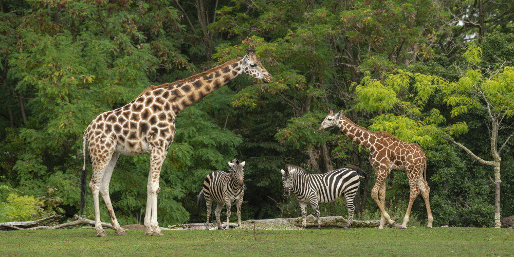 wide shot baby giraffe near its mother two zebras with green trees