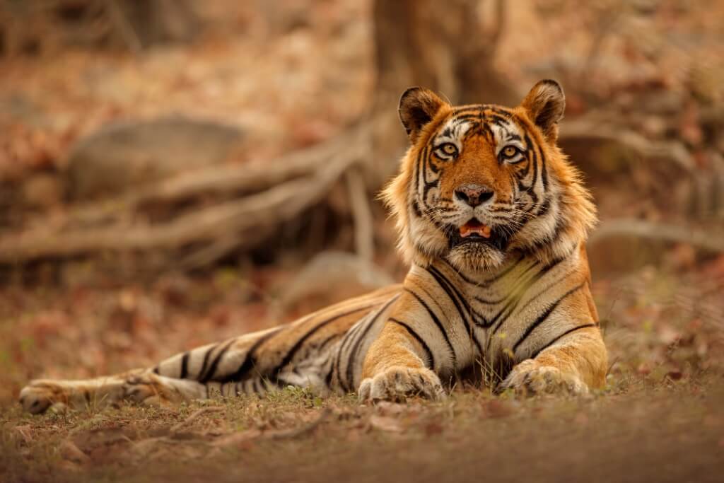 Ranthambore Tour Packages For 3 Days 2 Nights