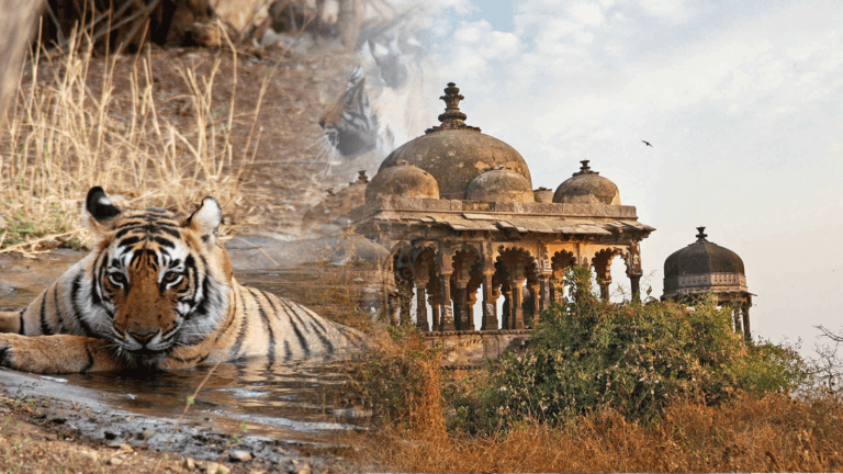 3 Nights 4 Days Ranthambore Tour Packages