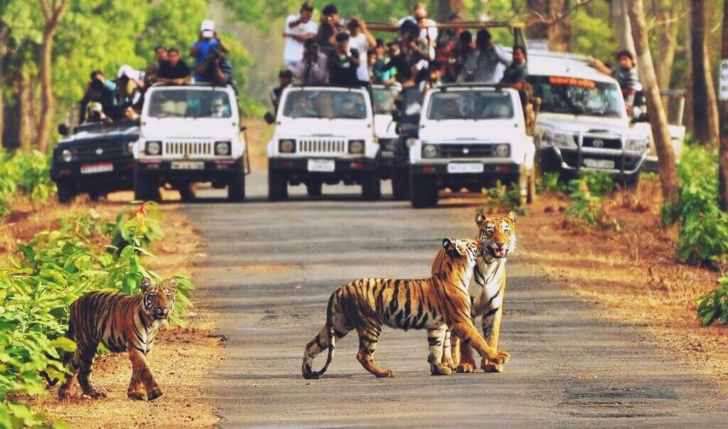 Tiger in Motichur Range of the Rajaji National Park