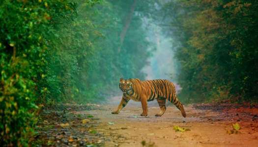 Golden Triangle Tour With Ranthambore Tour Packages
