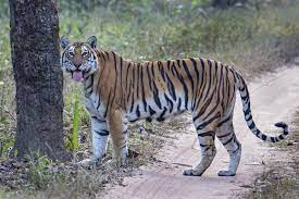 Kanha National Park Tour Packages