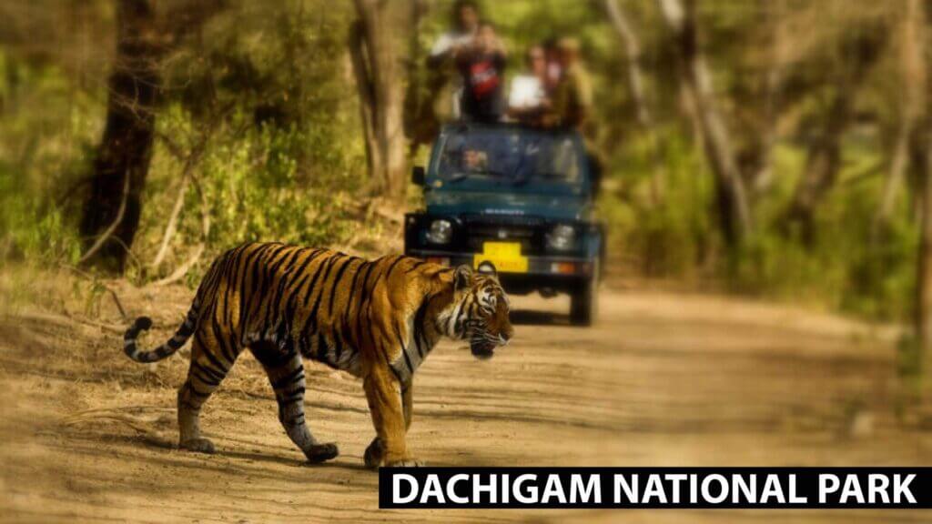 Tiger crossing a dirt road with spectators in a vehicle in the background at dachigam national park.