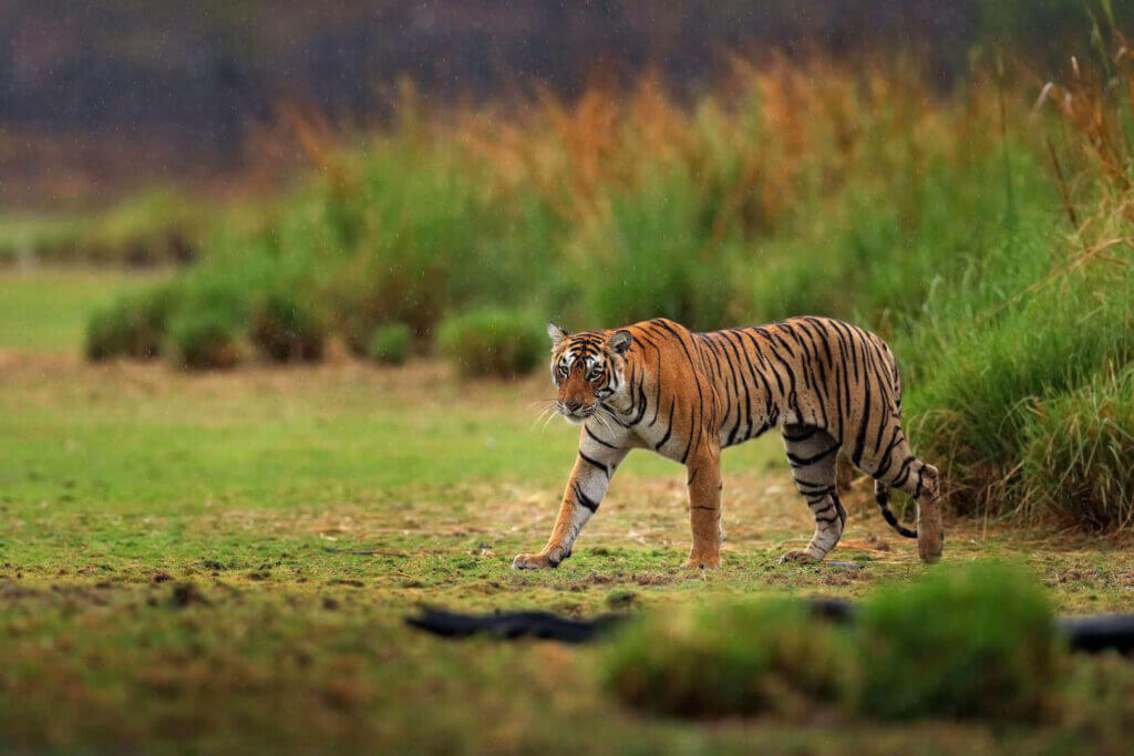 A bengal tiger walking across a grassy field with a backdrop of tall grasses.
