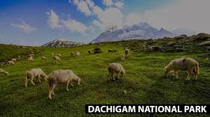 Herd of sheep grazing on the verdant slopes of dachigam national park with mountains in the backdrop.